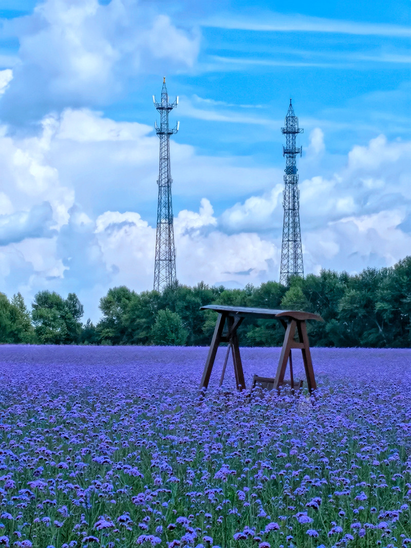 查干湖花海景觀。人民網李洋攝