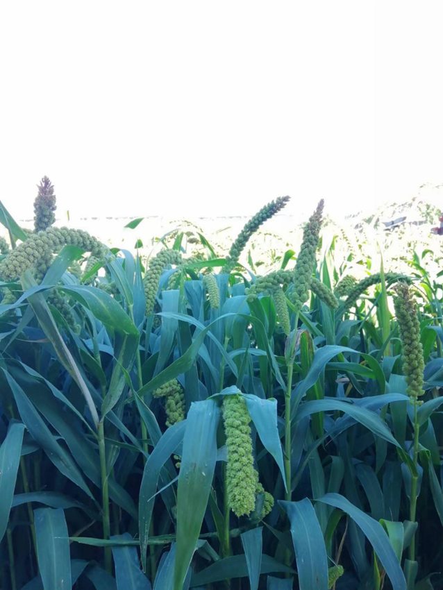 長勢喜人的實驗田 孟海鷹攝