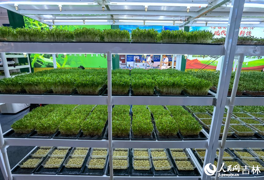 無土栽培展示。人民網 李洋攝