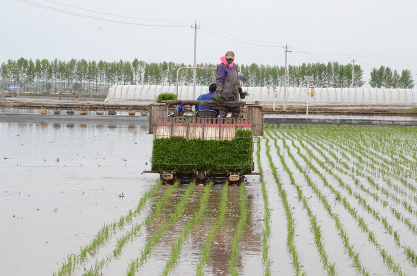 榆樹市機械化插秧“唱主角” 農民省時又省力。