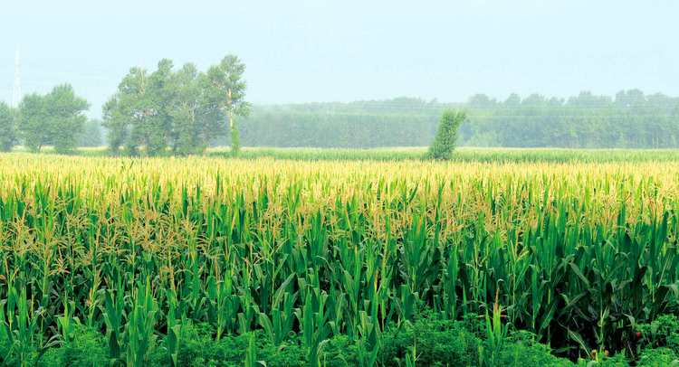 沃野千里，長春的黑土保護哲學