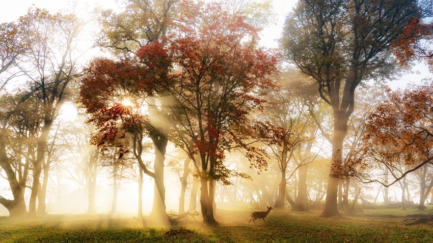 《龍灣秋韻》。張吉順 攝