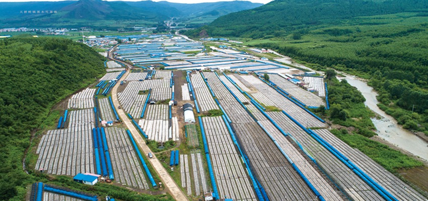 汪清縣把小木耳做成大產業。