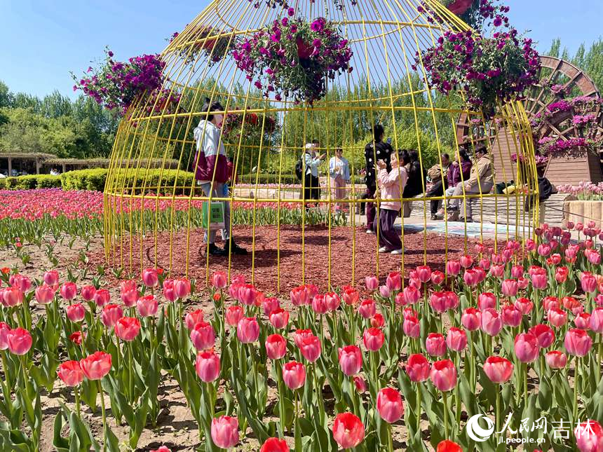 長春40萬余株郁金香綻放。人民網 李思玥攝