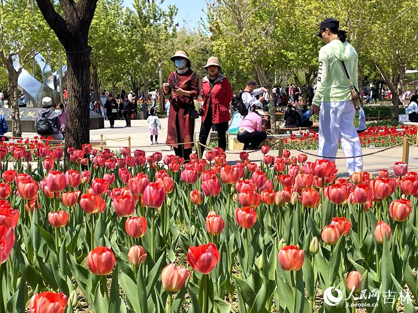 長春40萬余株郁金香綻放。人民網 李思玥攝