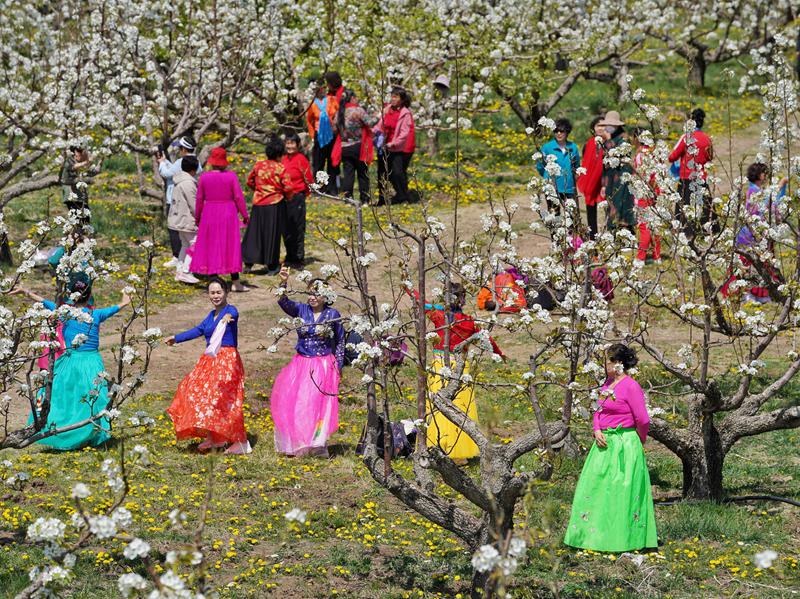 梨樹下盡情歡樂的人們。