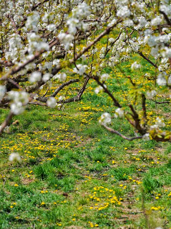 梨花與蒲公英一同綻放。