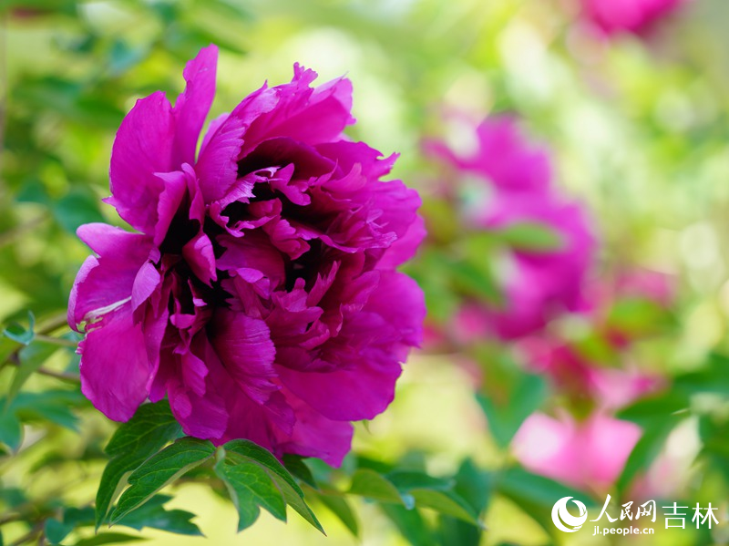 5月18日，長春市牡丹園11000余株牡丹花競相綻放。人民網記者 李洋攝