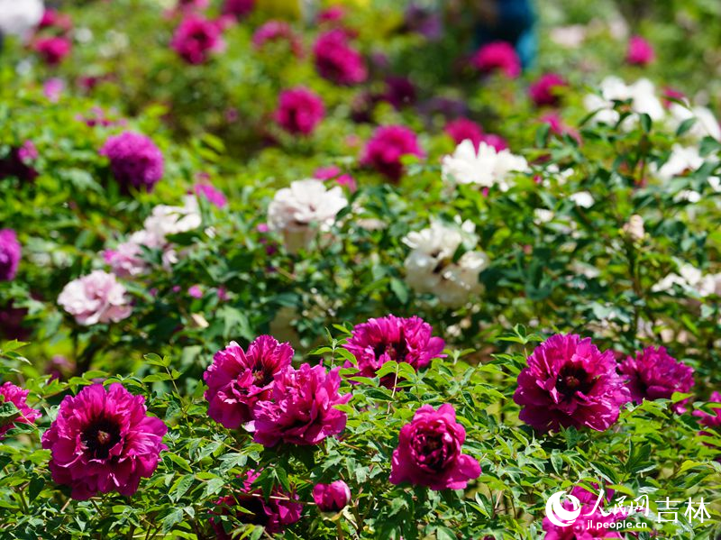 5月18日，長春市牡丹園11000余株牡丹花競相綻放。人民網記者 李洋攝