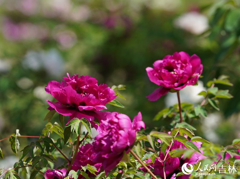 5月18日，長春市牡丹園11000余株牡丹花競相綻放。人民網記者 李洋攝