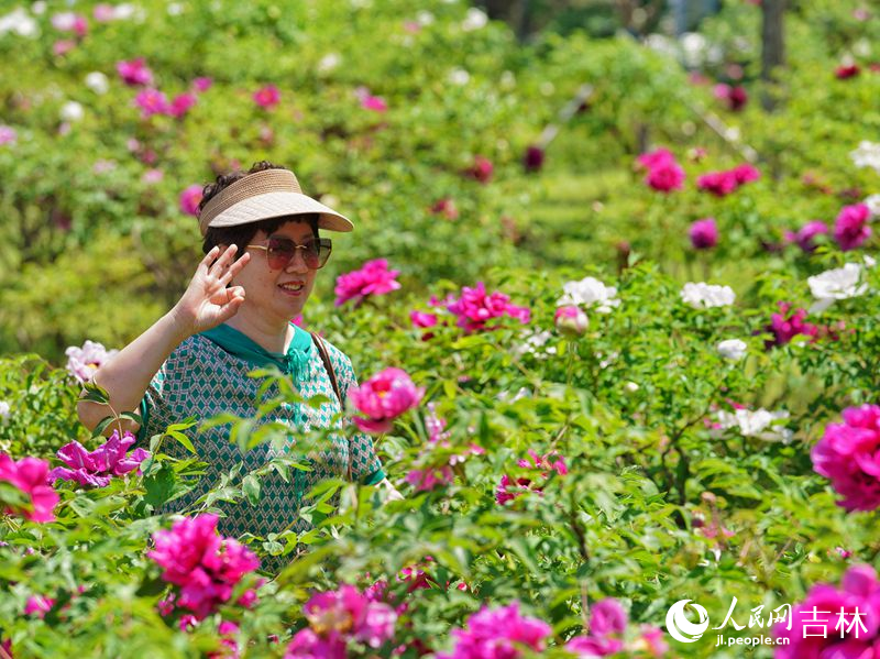 5月18日，長春市牡丹園11000余株牡丹花競相綻放。人民網記者 李洋攝