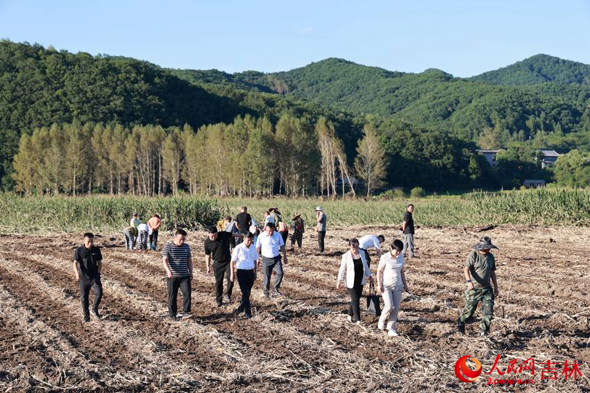 吉林農業科技學院專家深入田間調研。人民網記者 王海躍攝