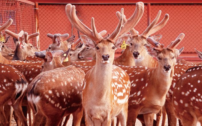 東豐梅花鹿。（東豐縣委宣傳部供圖 劉晶 攝）