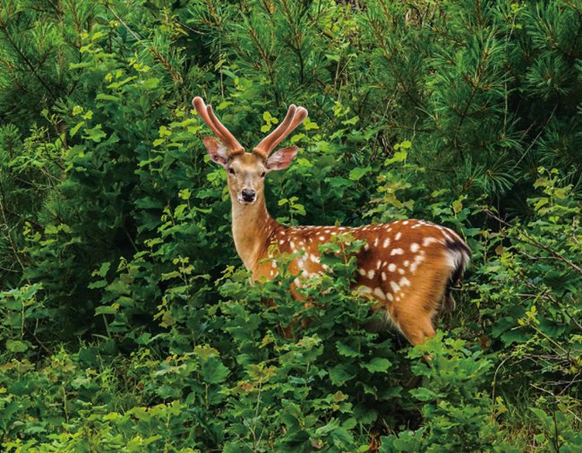 東豐梅花鹿。（東豐縣委宣傳部供圖 黃杰 攝）