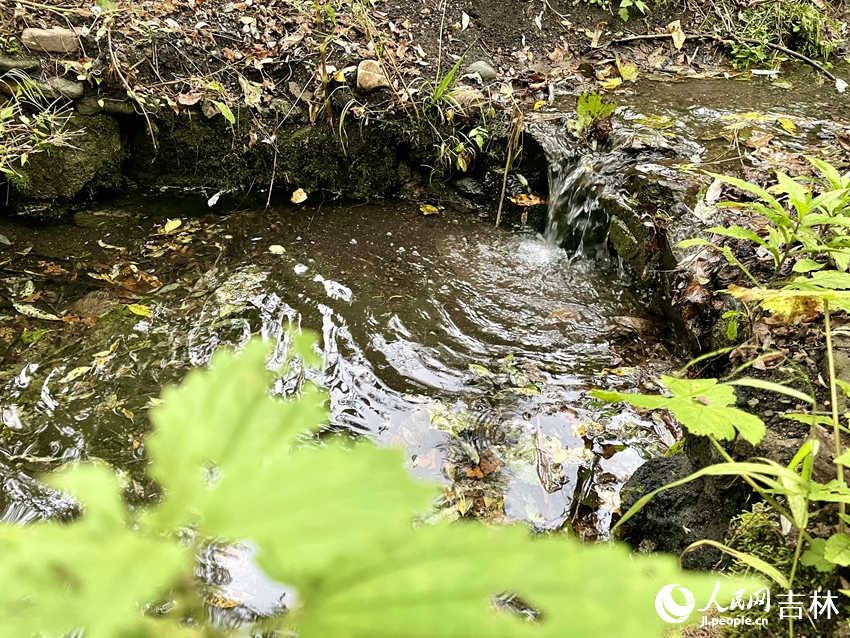 長白山峽谷浮石林景區集奇峰、瀑布、怪石、暗河、涌泉、綠樹、奇花、異草于一體，原始美、生態美、自然美融為一體。人民網記者 李思玥攝