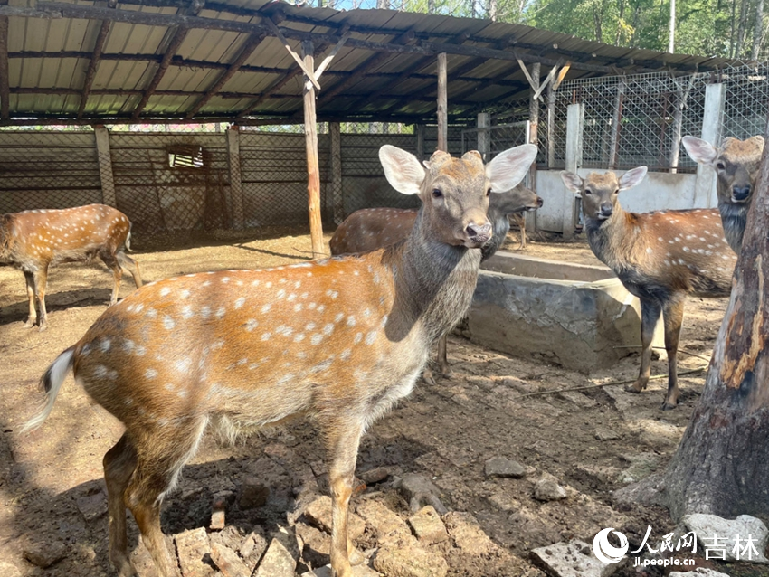 景區內人工養殖的梅花鹿，眨著大眼睛賣萌。梅花鹿被譽為“鹿身百寶”，鹿茸、鹿角帽、鹿胎盤、鹿心血等都屬名貴藥材。人民網記者 李思玥攝
