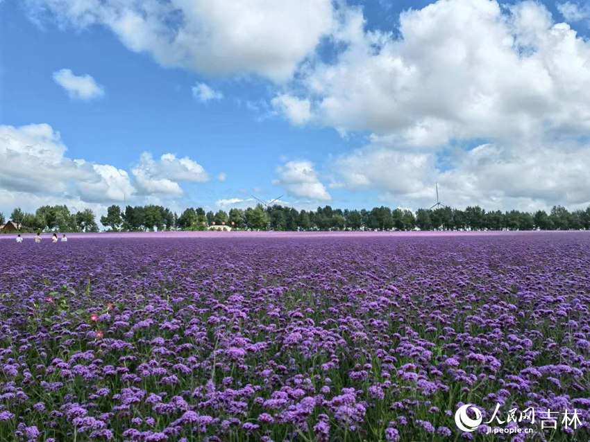 契丹島百花園。人民網記者 馬俊華攝