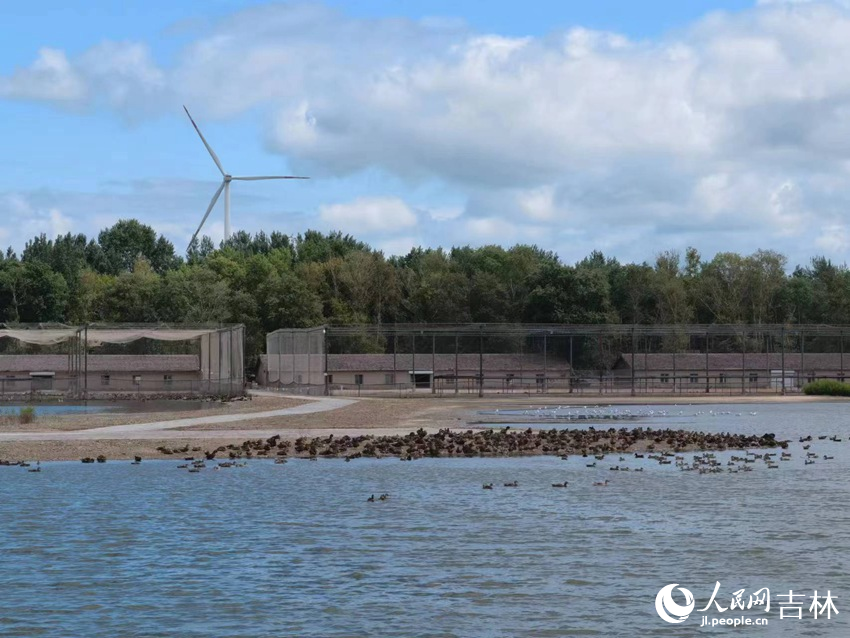 野鴨灣野鴨成群。人民網記者 馬俊華攝