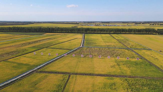 德惠市全國綠色食品原料（水稻）標準化生產基地。人民網 石天蛟攝