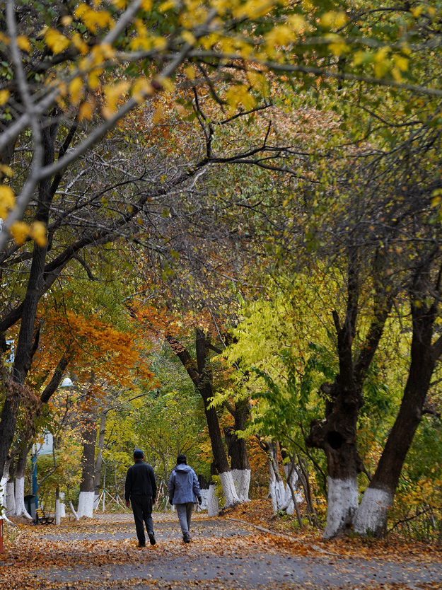 長春市民走在落葉景觀路上。李洋/攝