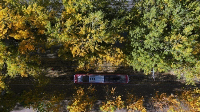 有軌電車駛過布滿落葉的軌道 石天蛟/攝