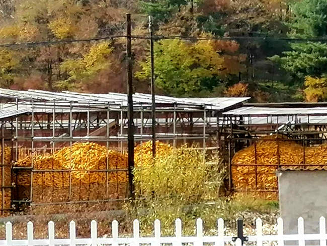 農家院里金燦燦的玉米。（孟海鷹/攝）