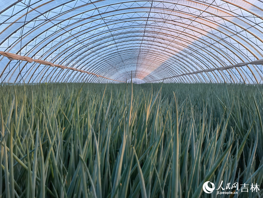 香蔥種植大棚。人民網記者 馬俊華攝