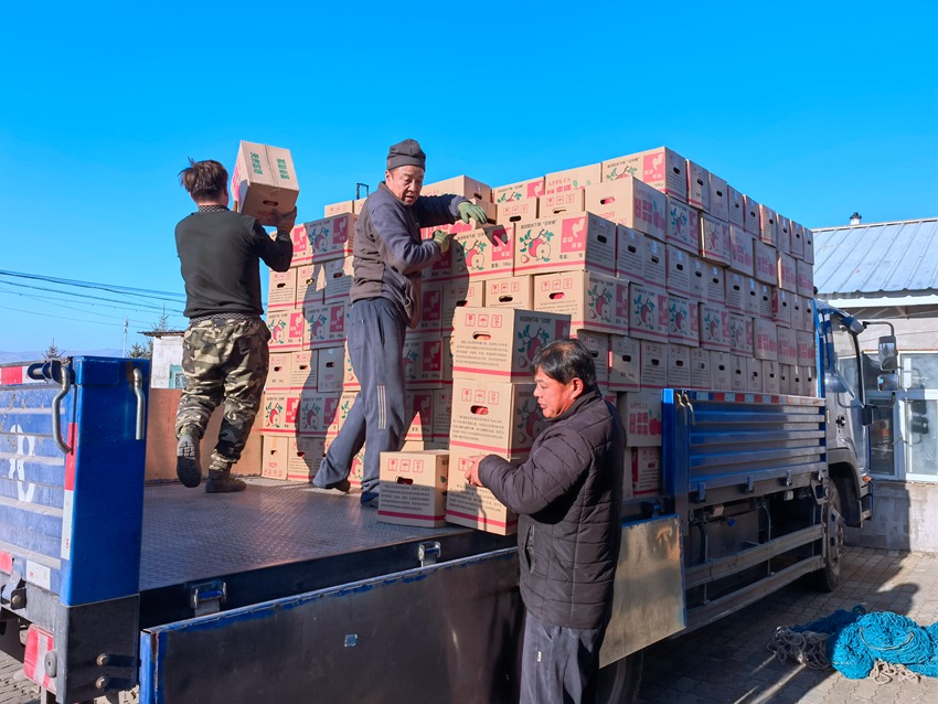 果農們正在搬運打包好的蘋果。人民網記者 馬俊華攝