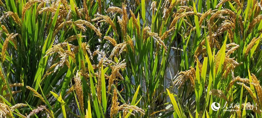 9月，吉林省德惠市稻穗金黃，秋收在望。人民網記者 王帝元攝