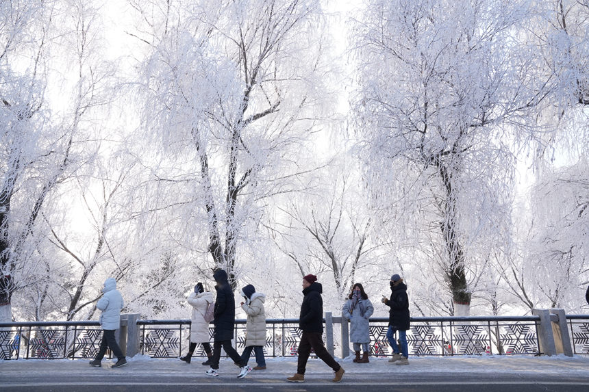 近日，吉林市迎來多場星級霧凇景觀。人民網記者 李洋攝
