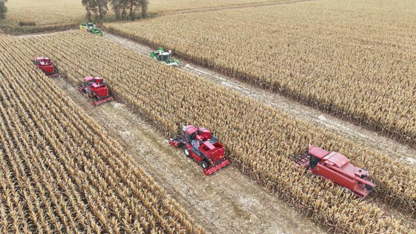 德惠市糧食產量再創新高，總產值突破50億斤。(德惠市委宣傳部供圖）