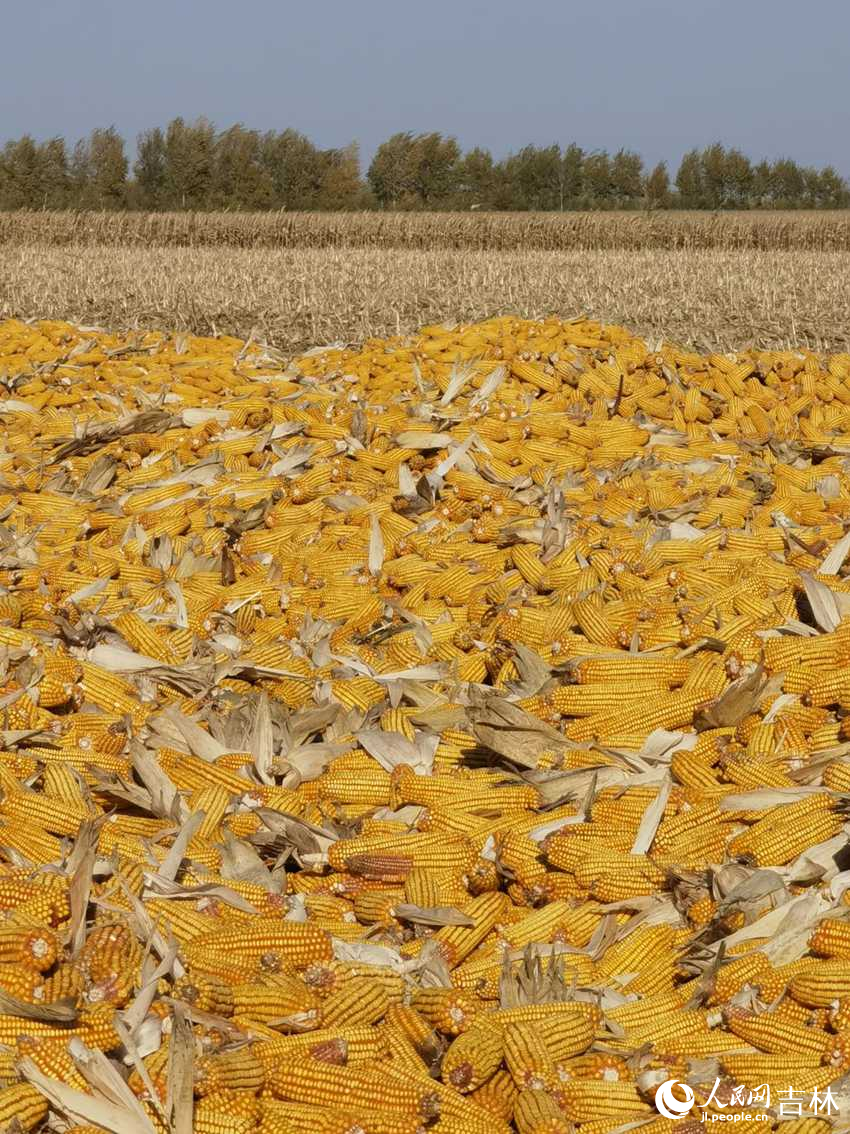 2023年，吉林省糧食喜迎大豐收。人民網記者 李洋攝