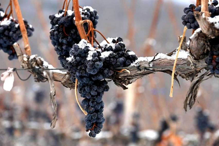 北冰紅葡萄。通化宣傳部供圖