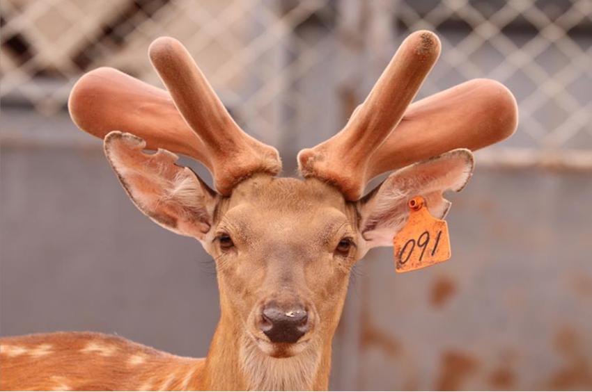 雙陽梅花鹿。雙陽宣傳部供圖