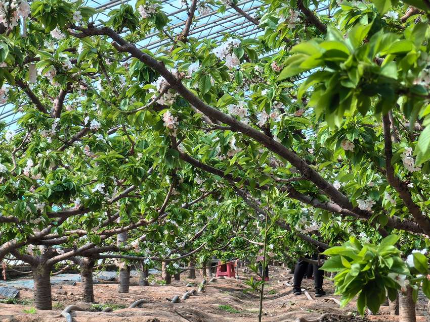 楊家村引進油蟠桃、大櫻桃、火龍果、櫻桃、葡萄等果蔬品種。人民網記者 王海躍攝