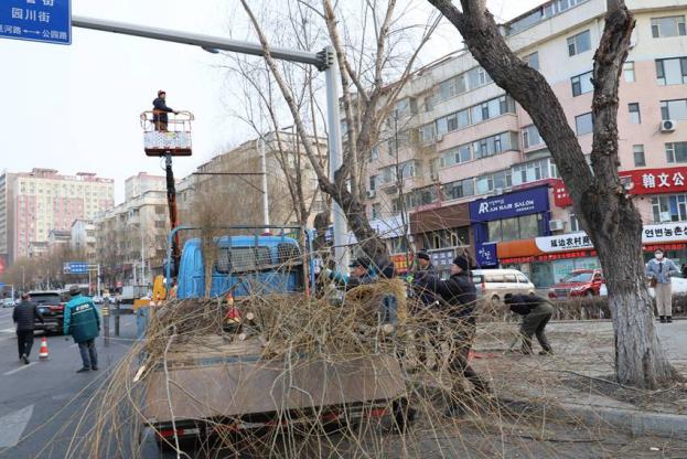 修剪行道樹。金玲慧 攝