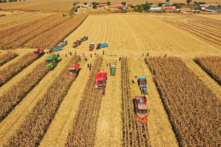 鳳凰山農民合作社機械化秋收場景（資料圖片。李坤攝）