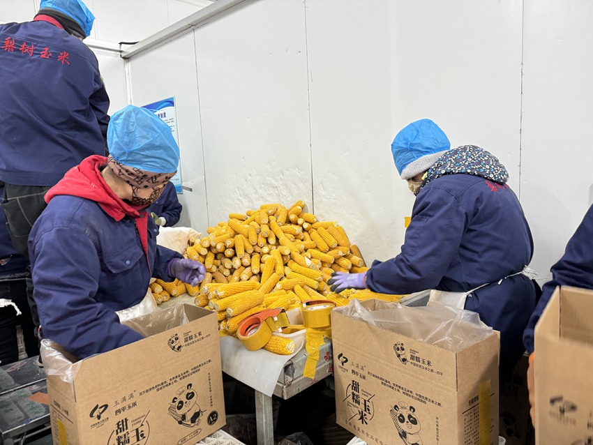 工人們正在把速凍玉米棒打包裝箱。人民網記者 李思玥攝