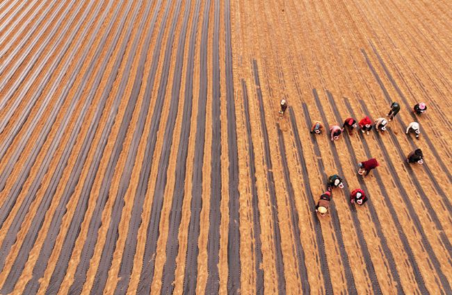 農戶使用新技術覆蓋地膜。高新生攝