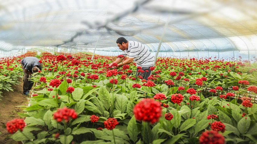 萬良鎮人參種植基地參果正紅。（撫松縣委宣傳部供圖）