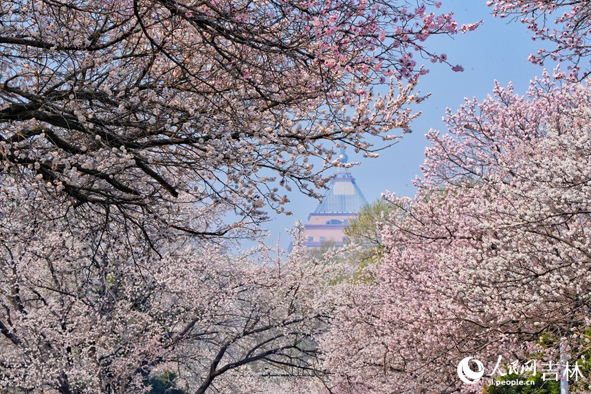 谷雨時節，吉林長春杏花次第綻放，如云似霞。人民網記者 李洋攝