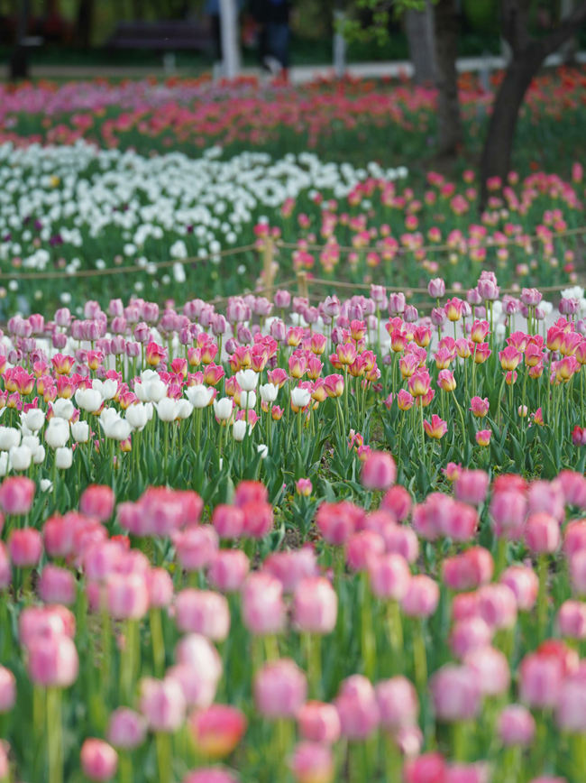 網紅打卡地——長春公園。人民網記者 李洋攝