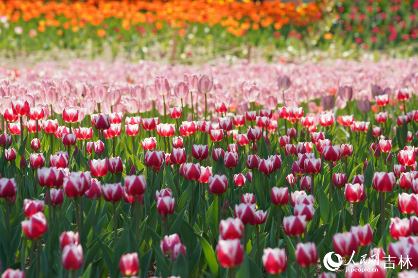 郁金香盛開。人民網記者 李洋攝