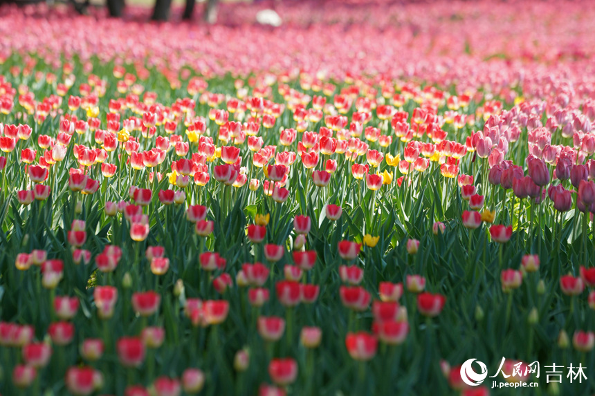 郁金香盛開。人民網記者 李洋攝
