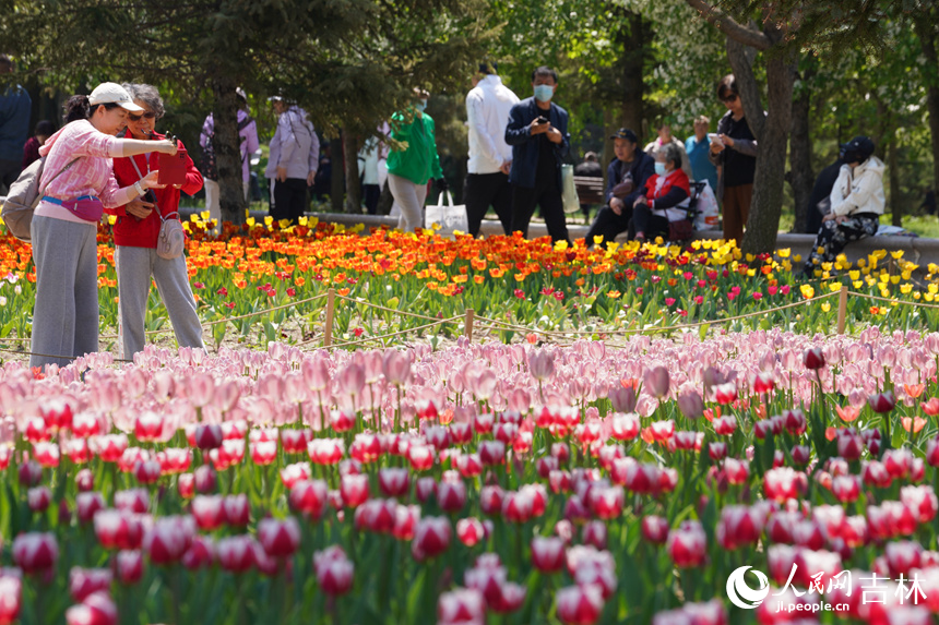 郁金香盛開。人民網記者 李洋攝