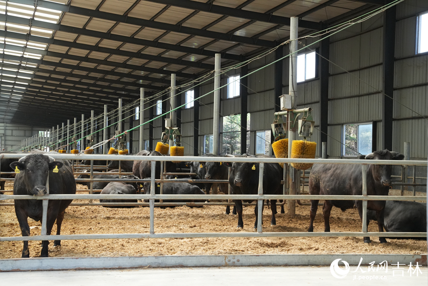 長春皓月集團的沃金和牛示范養殖基地。人民網記者 李洋攝