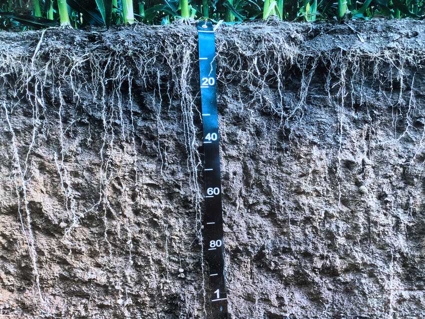 國家百萬畝綠色食品原料（玉米）標準化生產基地核心示范區黑土剖面層。人民網記者 王海躍攝