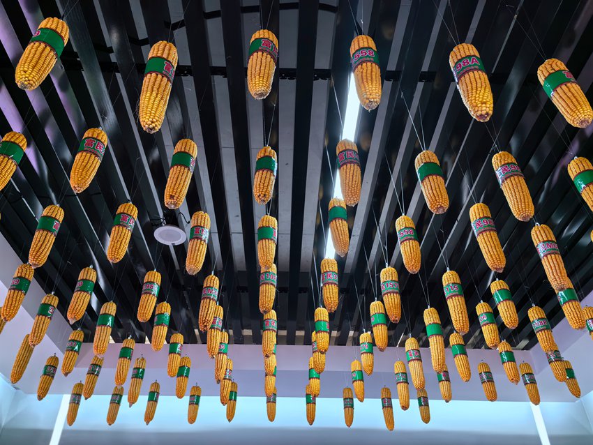 中國黑土地博物院陳列的玉米品種樣品。人民網記者 王海躍攝