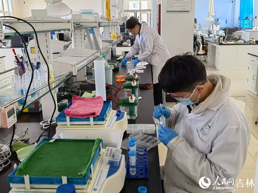 吉林農業大學菌物學院學生做實驗。人民網記者 馬俊華攝