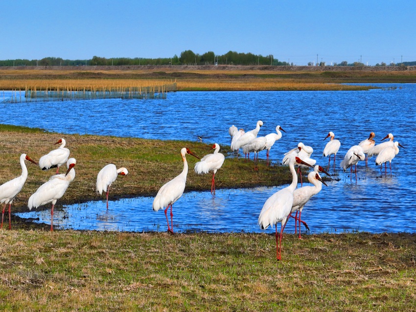莫莫格濕地大量白鶴集群覓食，為長途遷徙做準備。潘晟昱攝（資料圖片）